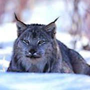 Larry The Lynx